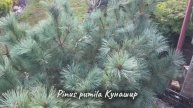 Pinus pumila Кунашир