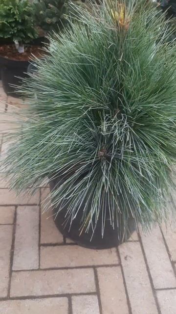 ❤🌲Сосна Веймутова Шверина Витхорст
✔Продажа растений в телеграм канале: 
https://t.me/love_is_hvoiny