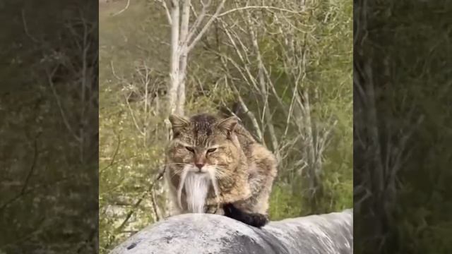 Котфуций заряжен максимальной мудростью☺️