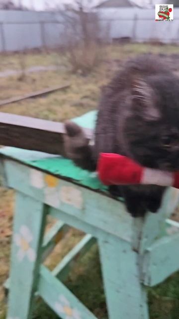 Пискунчик для своих Любимых Зрителей готов в любую погоду выполнить любое задание 🌧💪❤️🐈⬛🌧