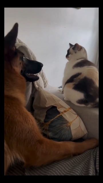 #смех #юмор #животные #ржака