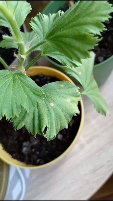 Герань домашняя