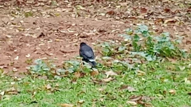 Вороны зорко следят за порядком: за белками, синицами и воробьями, включая человека