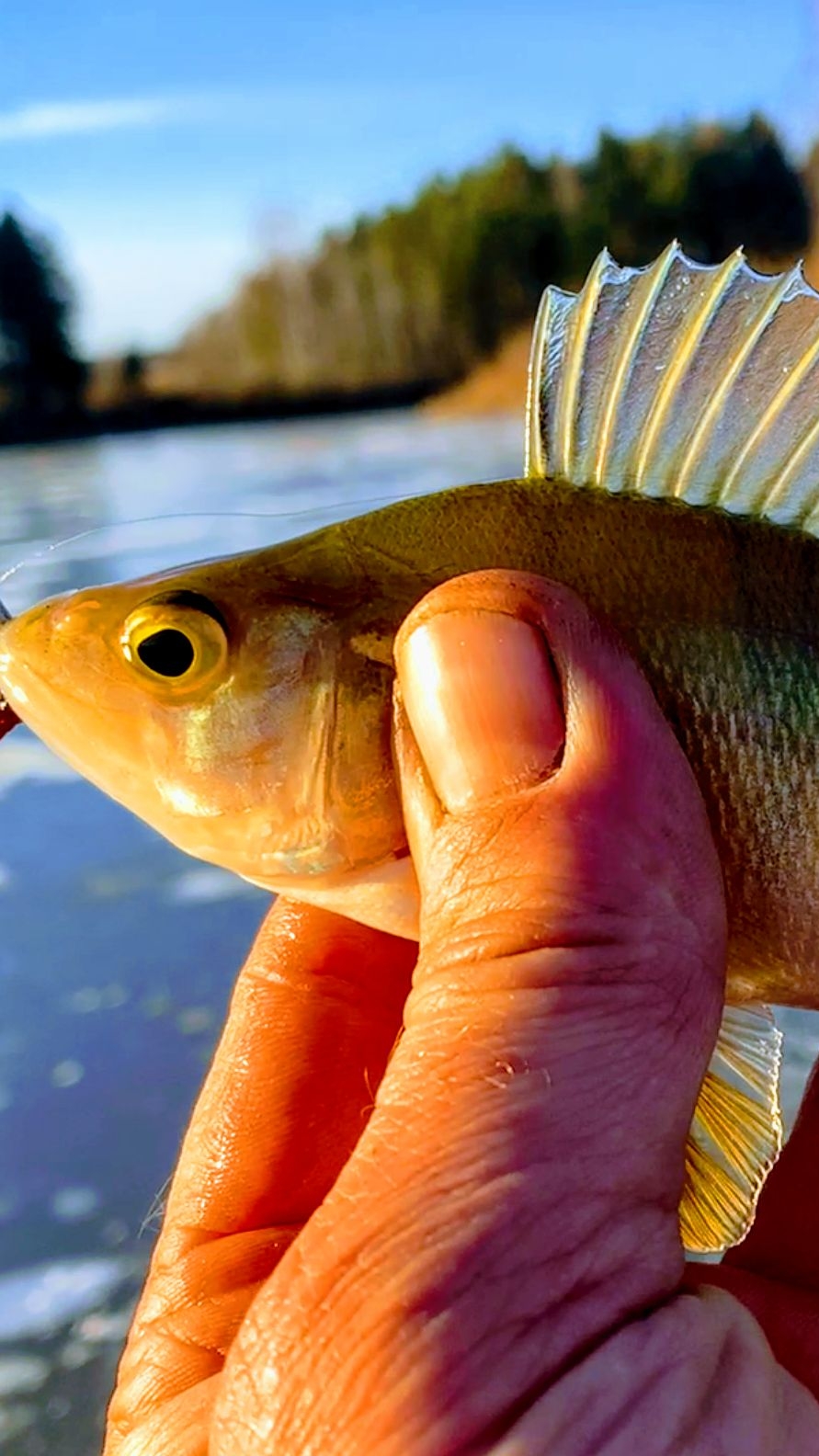ЛОВЛЮ и не ОТПУСКАЮ.Видос в монтаже,будет в ПН.