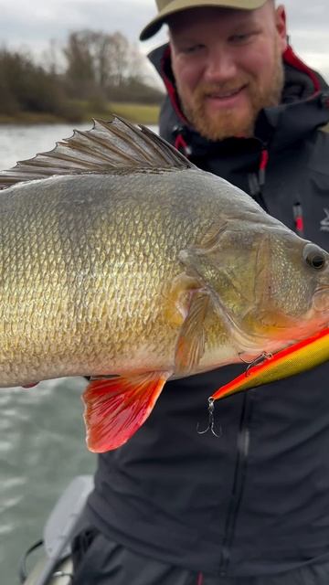 Речной разбойник во всей красе! 🥺