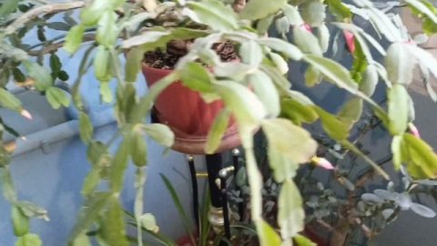 Декабрист весь в бутонах.Герань радует🍀