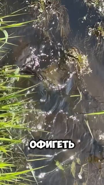 Каждый рыболов мечтает о таком подарке — бойкий голавль в руках. ☺️