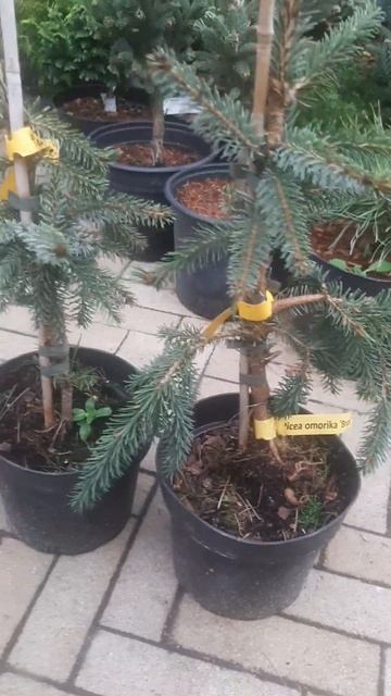 ❤🌲Ель Сербская Брунс пендула 
✔Продажа растений в телеграм канале:
https://t.me/love_is_hvoiny_dvori