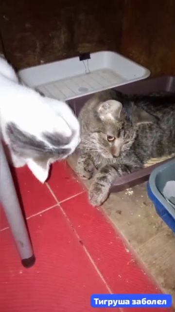 Очень страшная беда случилась с Тигрушей. Идеопатический вестибулярный синдром.Парилич .