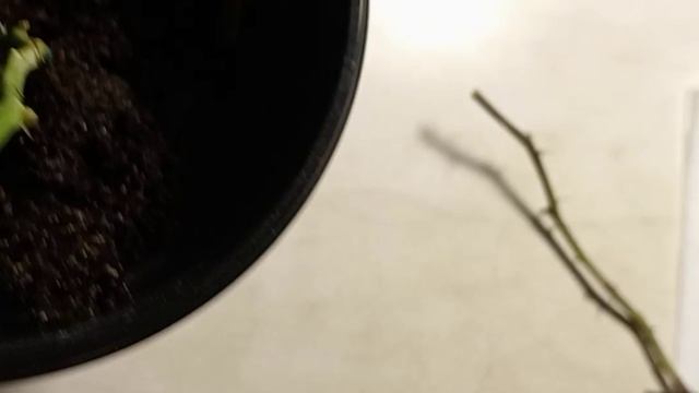 Спасение магазинной розы в домашних условиях