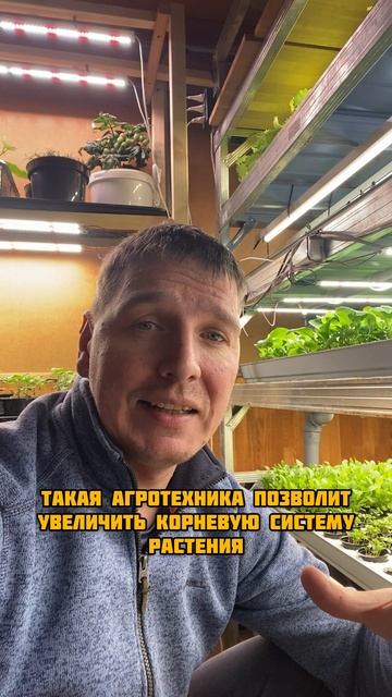 Арбуз в квартире