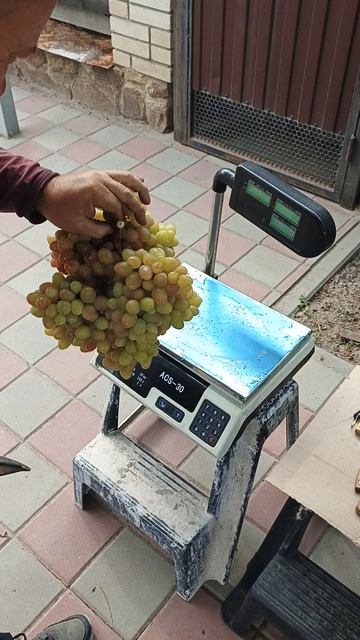 Памяти Шмелёва на 10-е сентября 2025 года.