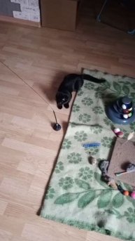 Хотят девочку назвать Пума. Игривая.