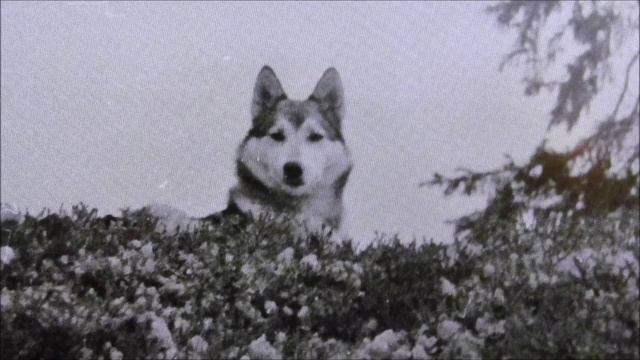 О лайках. Вроде совета. К видео 2023  года о моих собаках. 22.11.25.