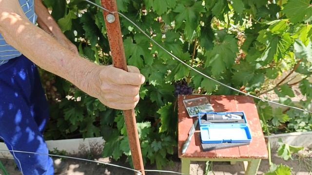 Мускат монополия и Серьги Артемиды на участке Шульгинова В.Н.