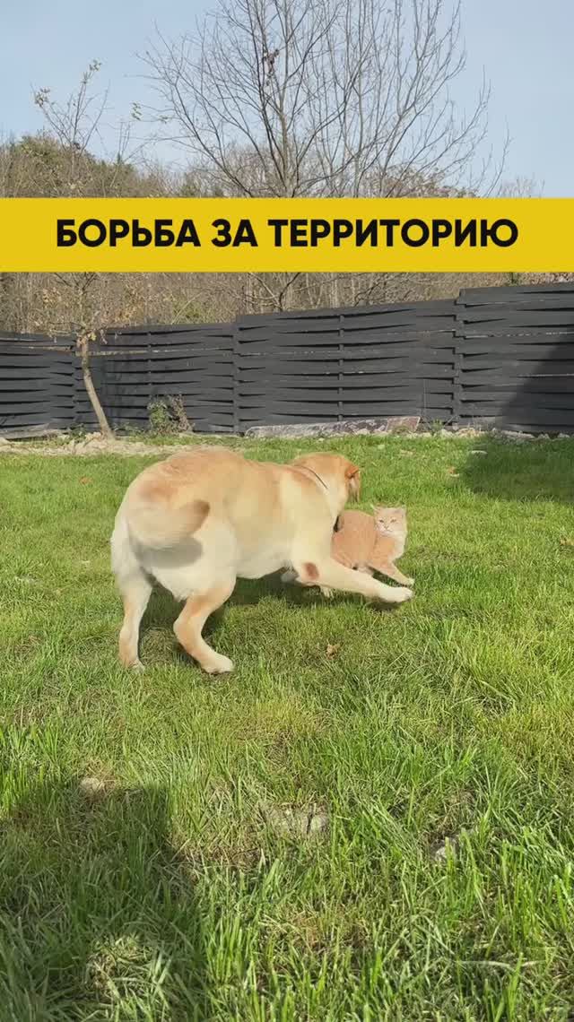 Уже смотрели?