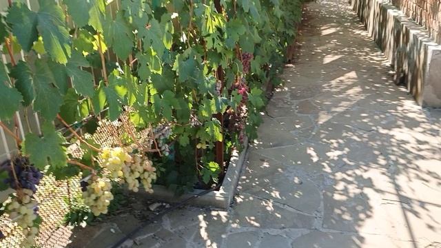 Обзор новинок на прививках прошлого года.