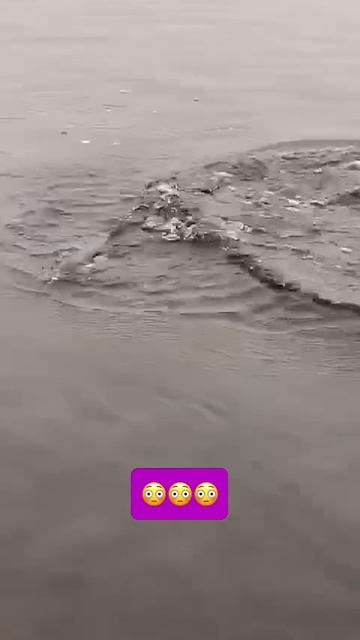 Поймать щуку — это полдела, а вот отобрать её у речного крокодила — вот где могут быть проблемы!