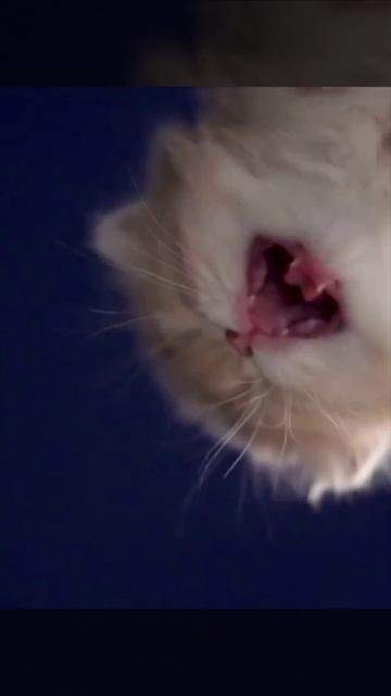 На вас накричали. Задумайтесь🤔