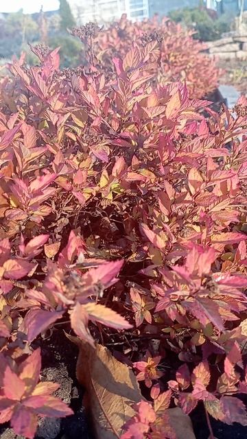 Осенний сад