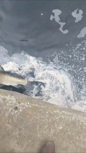 Трофейный амур прямо в черте города — и слова излишни.