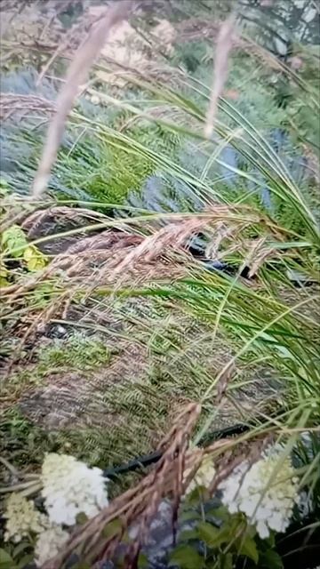 Вейник остроцветковый «Карл Форстер»