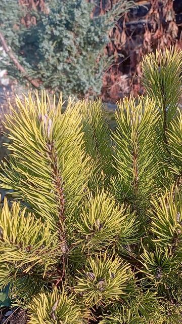 Сад осенью 2025