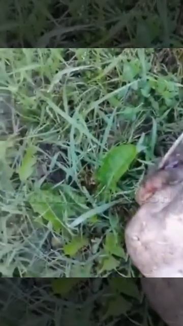 Ульяновск, Волга — и сом под 2,5 метра! Вот это трофей!