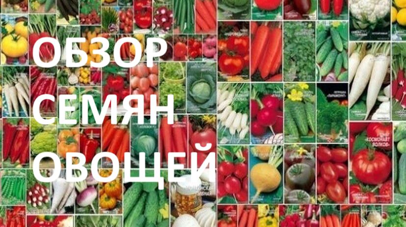 Обзор семян овощей и зелени на новый сезон.