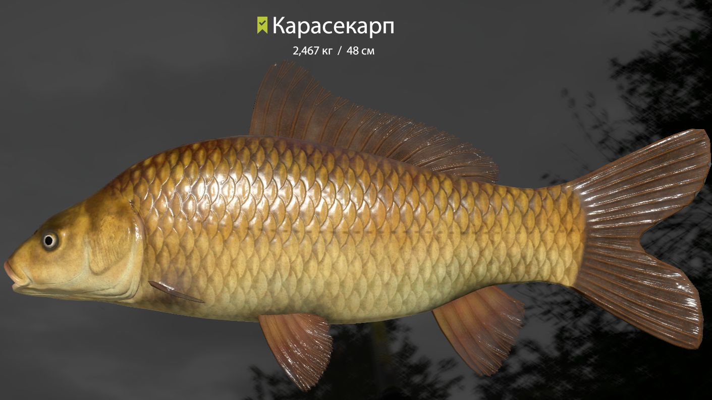 РР 4 Медное !!!