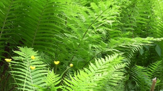 Летний день в лесу