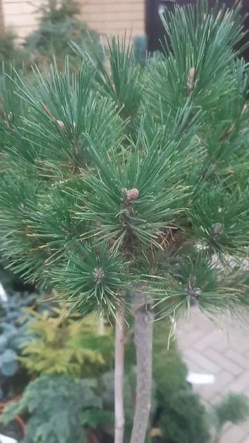 ❤🌲Сосна Бамбино на штамбе
✔Продажа растений в телеграм канале:
https://t.me/love_is_hvoiny_dvorik
🚛🪴