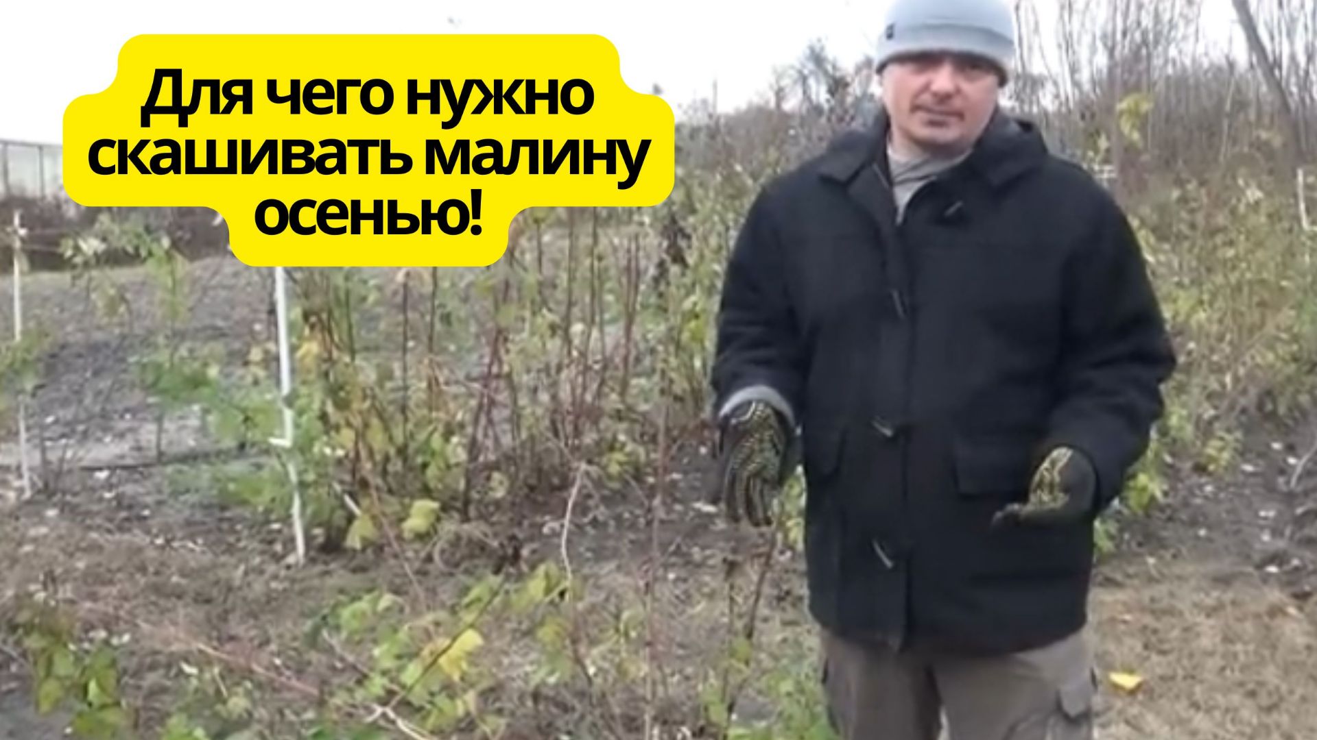 Правильное скашивание ремонтантной малины осенью.!