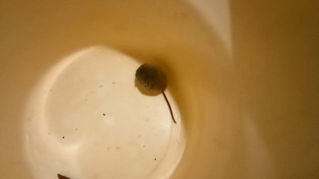 Дом у озера. Мышонок. 21 ноября 2025 года.