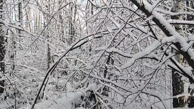 Белый лес: не все то золото или откуда берется инфляция. Геополитика Старикова, как писатель хороший