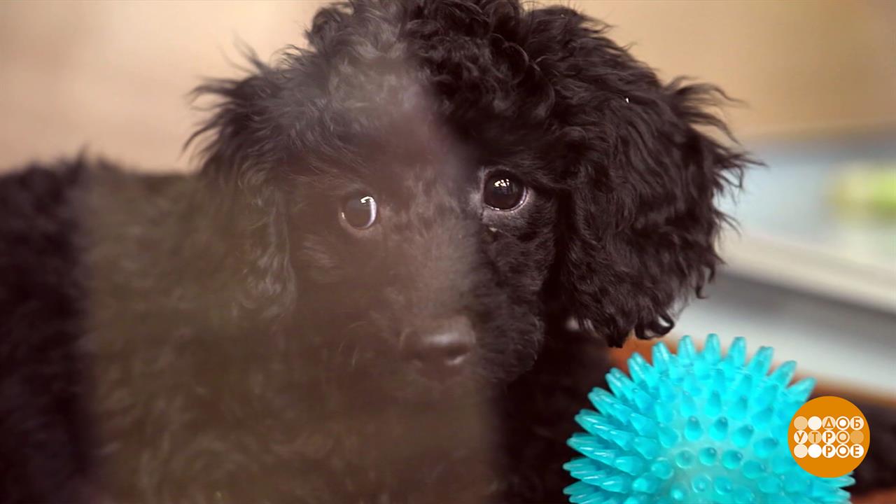 "Мама, купи собаку!" А что дальше? Доброе утро. Суббота. Фрагмент выпуска от 22.11.2025