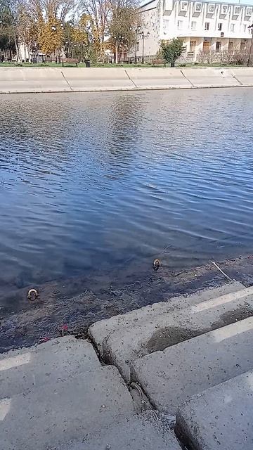 отдых на речке