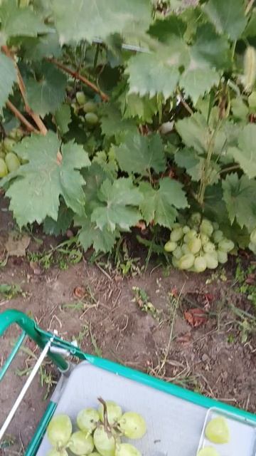 Соломон селекции Донского казачества, новинка 2025 года