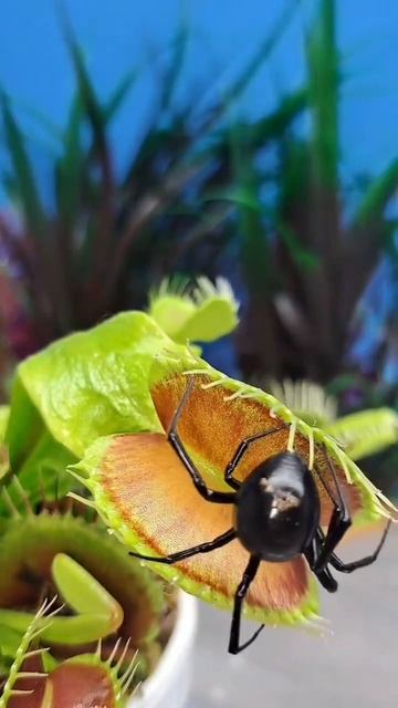 Чёрная вдова и Мухоловка в действии. 🔥🔥🔥