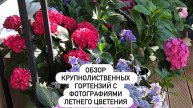 Осенний обзор крупнолиственных гортензий с фотографиями летнего цветения