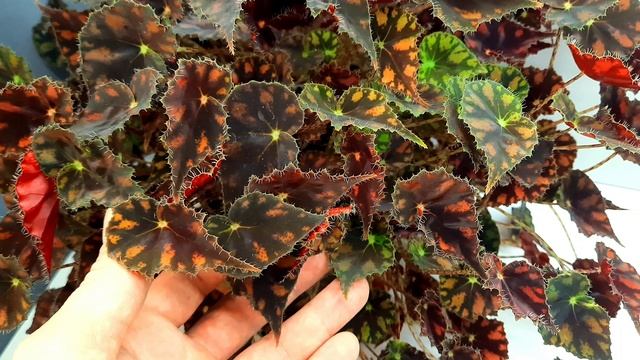 Бегония Dancing Vera