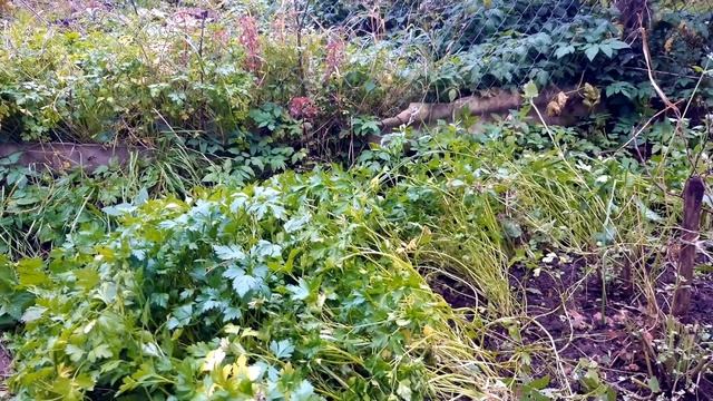 Осенние работы на огороде. Посадили лук, клубнику, подготавливаем розу к зимовке, обрезаем цветы.