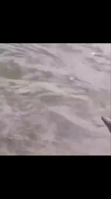 Клип @zatropheem