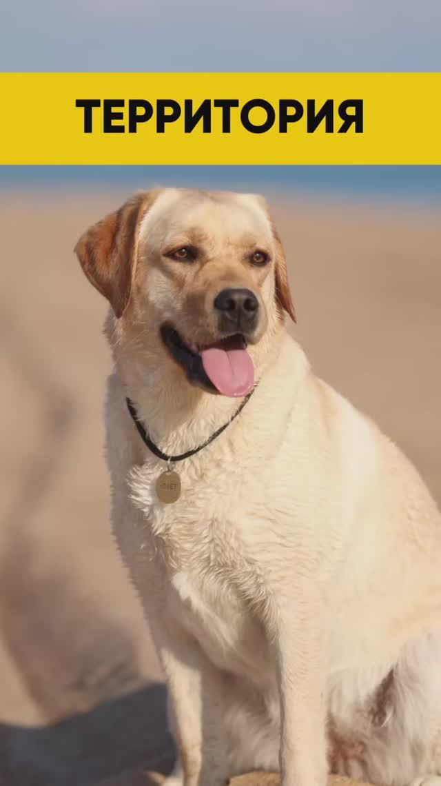 Моя территория 😎