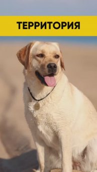 Моя территория 😎