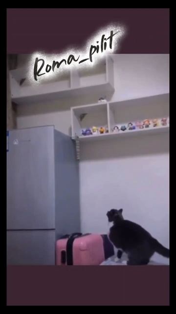 #юмор #смех #ржака #животные