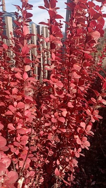 Барбарис Тунберга Helmond Pillar