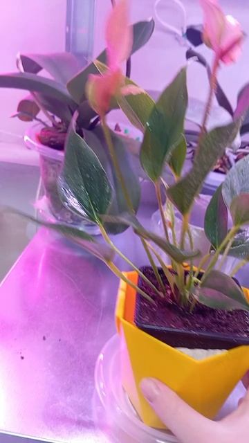 Всходы глоксиний