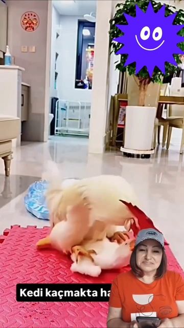 Пятя красный гребешок #shorts