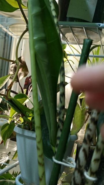 VID_20251121_195311.mp4